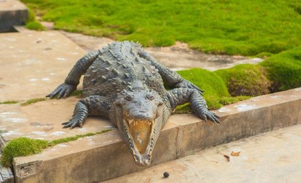 Indonezja: Krokodyle przypilnują więźniów