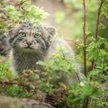We wrocławskim zoo odchowano pięć kociąt manuli. To sukces,bo to rzadko się udaje.