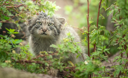 We wrocławskim zoo odchowano pięć kociąt manuli. To sukces,bo to rzadko się udaje.