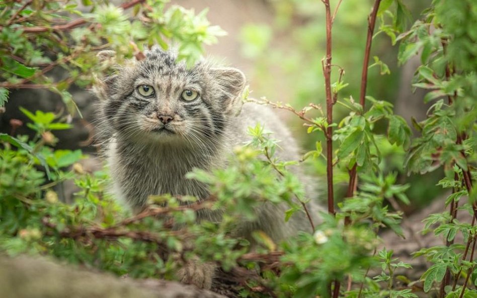 We wrocławskim zoo odchowano pięć kociąt manuli. To sukces,bo to rzadko się udaje.