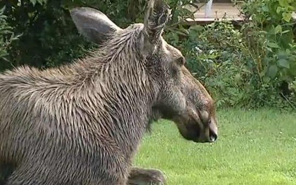 Gang pijanych łosi grasuje pod Sztokholmem