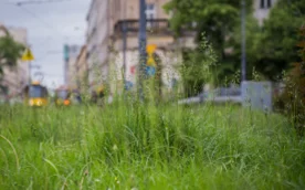 Kolejne koszenie trawników w Warszawie. Ma poprawić widoczność i ochronić zwierzęta