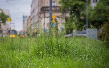 Kolejne koszenie trawników w Warszawie. Ma poprawić widoczność i ochronić zwierzęta