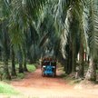 Indonezja zawiesza cło na olej palmowy, wznowi je od 1 września