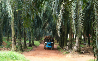 Indonezja zawiesza cło na olej palmowy, wznowi je od 1 września