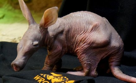 Nie żyje mrównik z wrocławskiego zoo