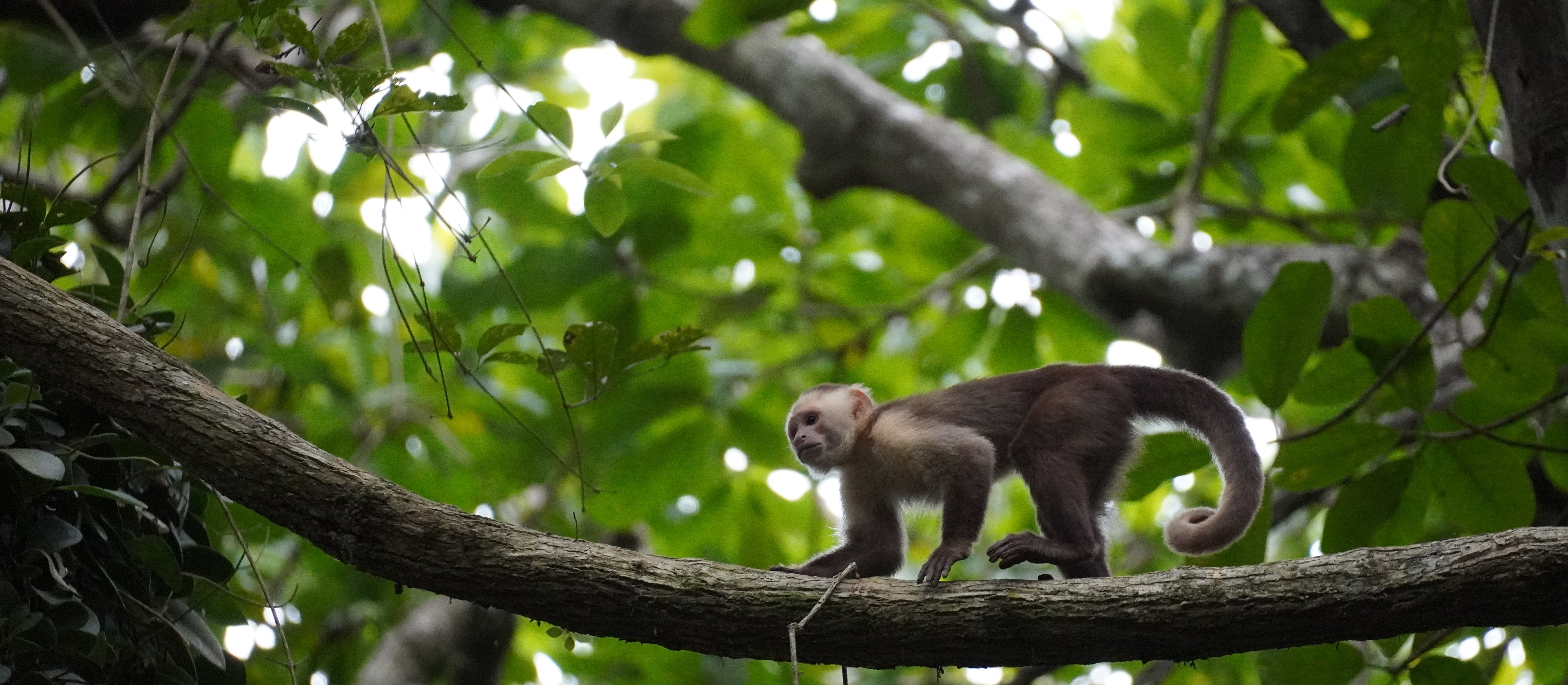 A fresh  species of monkey discovered in Africa. Scientists have confirmed the existence of liquels