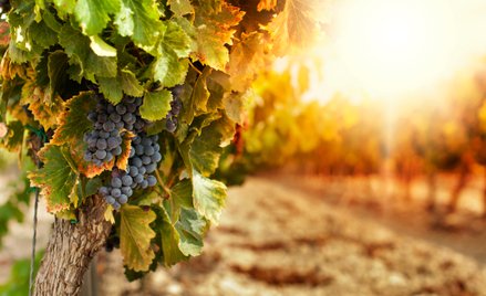 Australia produkuje za dużo wina. Kolejne winnice do wykarczowania