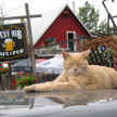Odszedł kot Stubbs, burmistrz Talkeetna