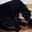 Małe są czarne tak jak ich matka Beata. Zazwyczaj jaguary są w cętki