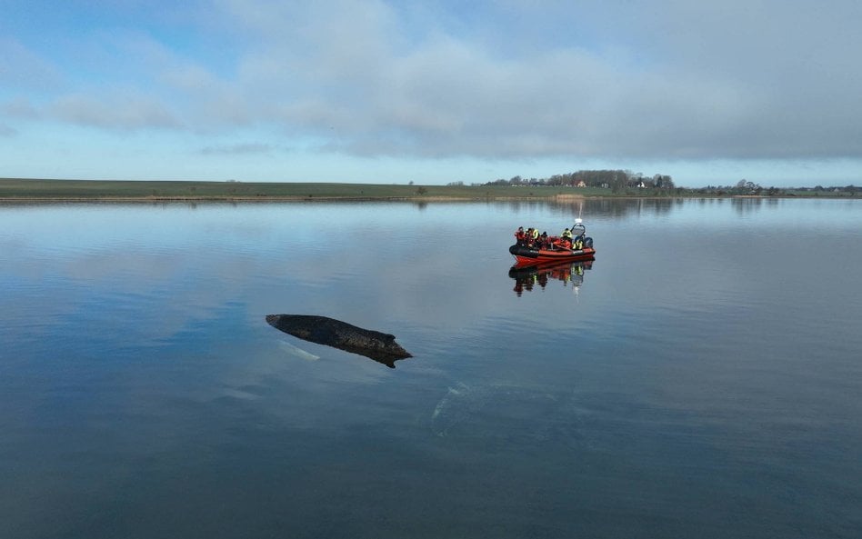 Humbak od około czterech tygodni przemieszcza się po wodach Bałtyku.
