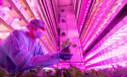 Przedsięwzięcie realizowane w Dubaju ma kosztować ponad 326 milionów dolarów.