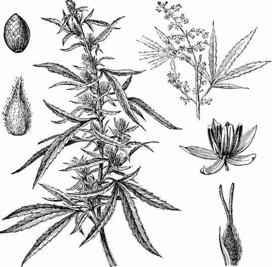 Rysunek przedstawia konopię siewną. Do rodziny konopiowatych należą także tzw. konopie indyjskie ora