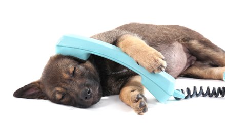 Telefon dla psów. Teraz będą mogły same zadzwonić do właścicieli