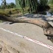 W epoce lodowej w okolicach dzisiejszego Wodzisławia Śląskiego mogła żyć większa populacja mamutów
