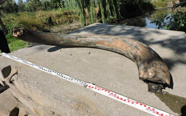 W epoce lodowej w okolicach dzisiejszego Wodzisławia Śląskiego mogła żyć większa populacja mamutów