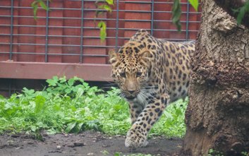 Szacuje się, że w naturze żyje obecnie około 130 lampartów amurskich, co czyni ten gatunek jednym z 