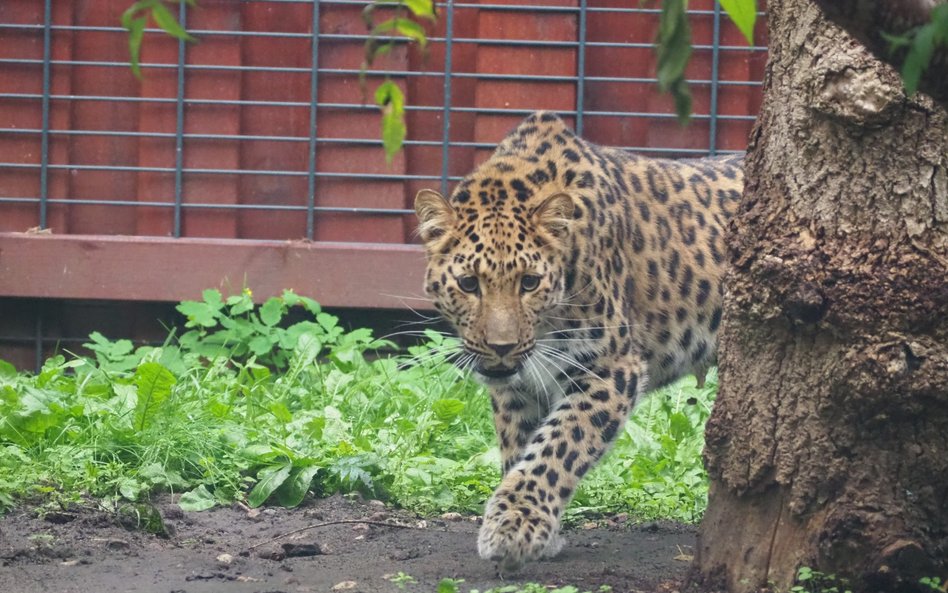 Szacuje się, że w naturze żyje obecnie około 130 lampartów amurskich, co czyni ten gatunek jednym z 