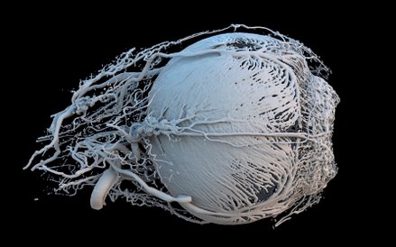 Fot: Peter M Maloca. Zdjęcie pokazuje model 3D przedstawiający oko świni.