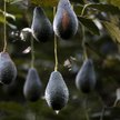 Cena awokado bije rekordy. Guacamole może być daniem luksusowym