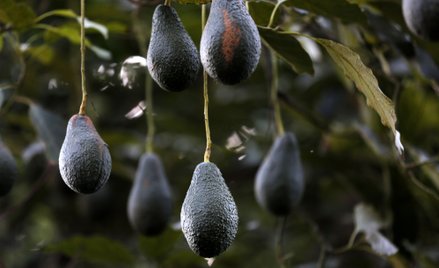 Cena awokado bije rekordy. Guacamole może być daniem luksusowym