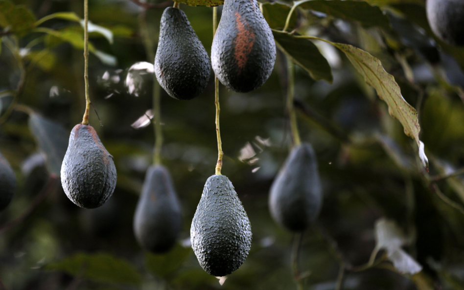 Cena awokado bije rekordy. Guacamole może być daniem luksusowym