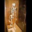Rekonstrukcja szkieletu Lucy z muzeum w Cleveland