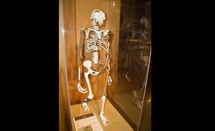 Rekonstrukcja szkieletu Lucy z muzeum w Cleveland