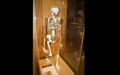 Rekonstrukcja szkieletu Lucy z muzeum w Cleveland