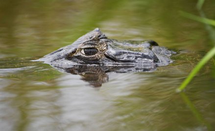 Zimbabwe: Krokodyl nie wpuszczał ludzi do szpitala