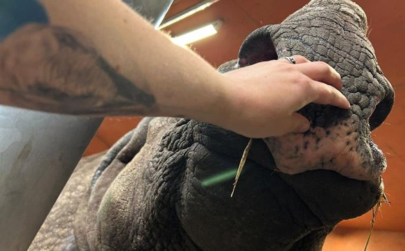 Jhansi, mająca 35 lat, wchodzi już w wiek nosorożcowej „starszej pani”