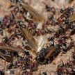 Floryda: Mrówki "ozdabiają" mrowisko głowami wrogów