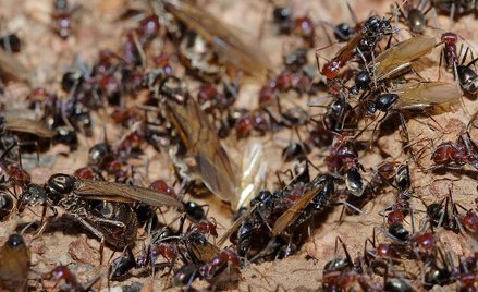 Floryda: Mrówki "ozdabiają" mrowisko głowami wrogów