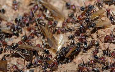 Floryda: Mrówki "ozdabiają" mrowisko głowami wrogów