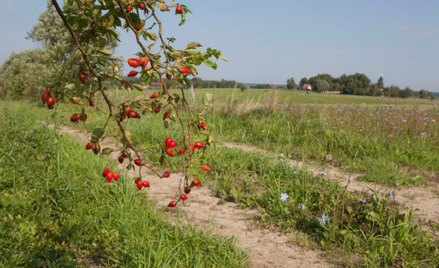 Ile kosztują działki budowlane
