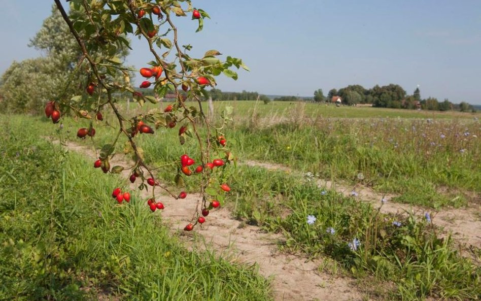 Ile kosztują działki budowlane