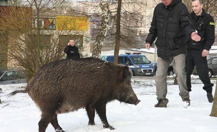 Dzik, mieszkaniec Lublina