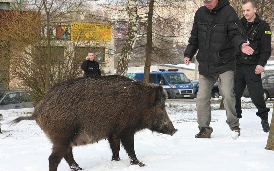 Dzik, mieszkaniec Lublina