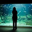 Oceanarium w Stralsund
