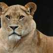 Lwica zmarła w zoo po zakażeniu koronawirusem