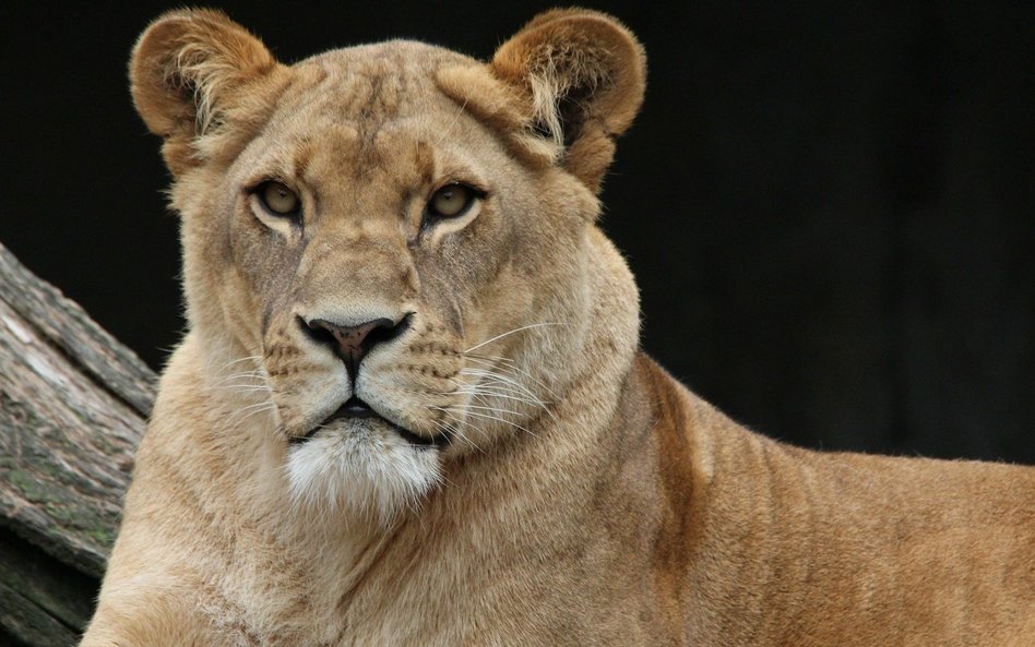 Lwica zmarła w zoo po zakażeniu koronawirusem