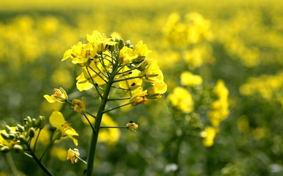 Kwitnie sztuczny obrót biopaliwami w Polsce