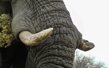 Chiny: Przechwycono rekordowy przemyt kości słoniowej