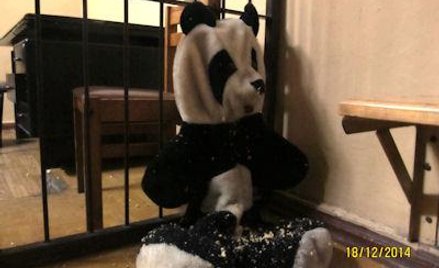 W tym misiu były ukryte narkotyki