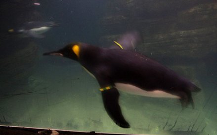 Pingwiny w oceanarium w Rotterdamie