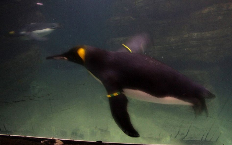 Pingwiny w oceanarium w Rotterdamie