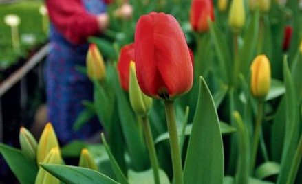 Wysokość zaliczek na podatek od dochodów z działów specjalnych produkcji rolnej określa w decyzji fi