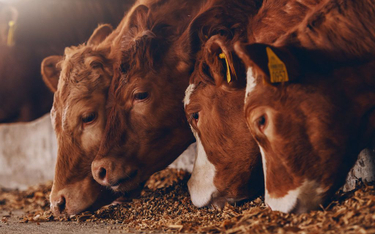 Walka z metanem. Krowy w Anglii jedzą węgiel