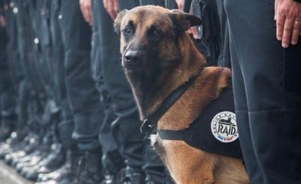 Francja przeżywa śmierć psiej bohaterki