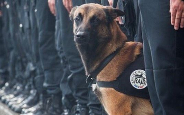 Francja przeżywa śmierć psiej bohaterki